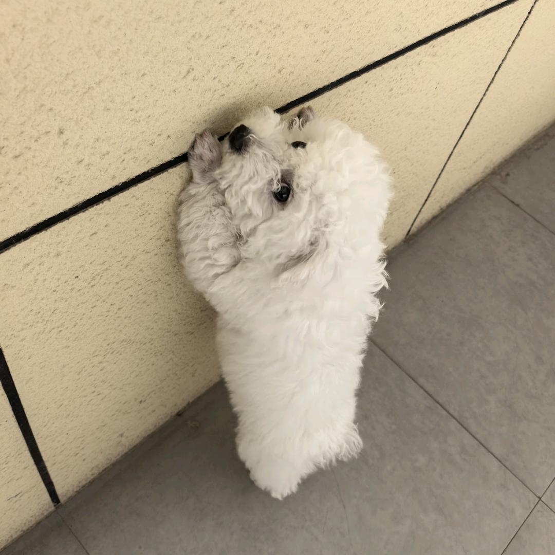 旺仔