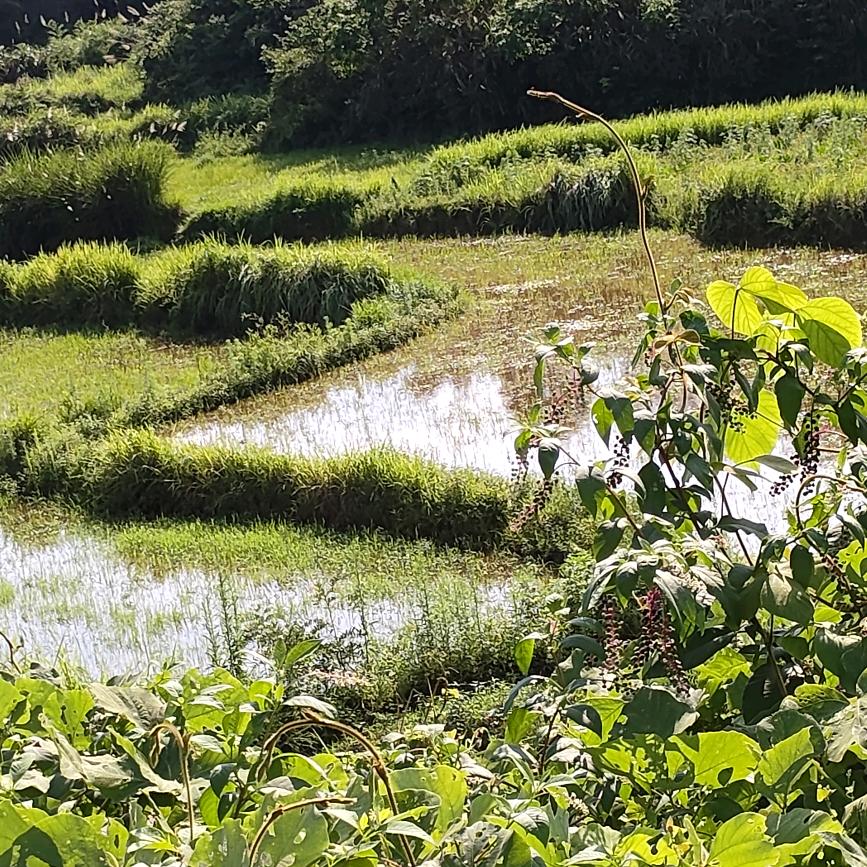 “🦌麒麟🦌”