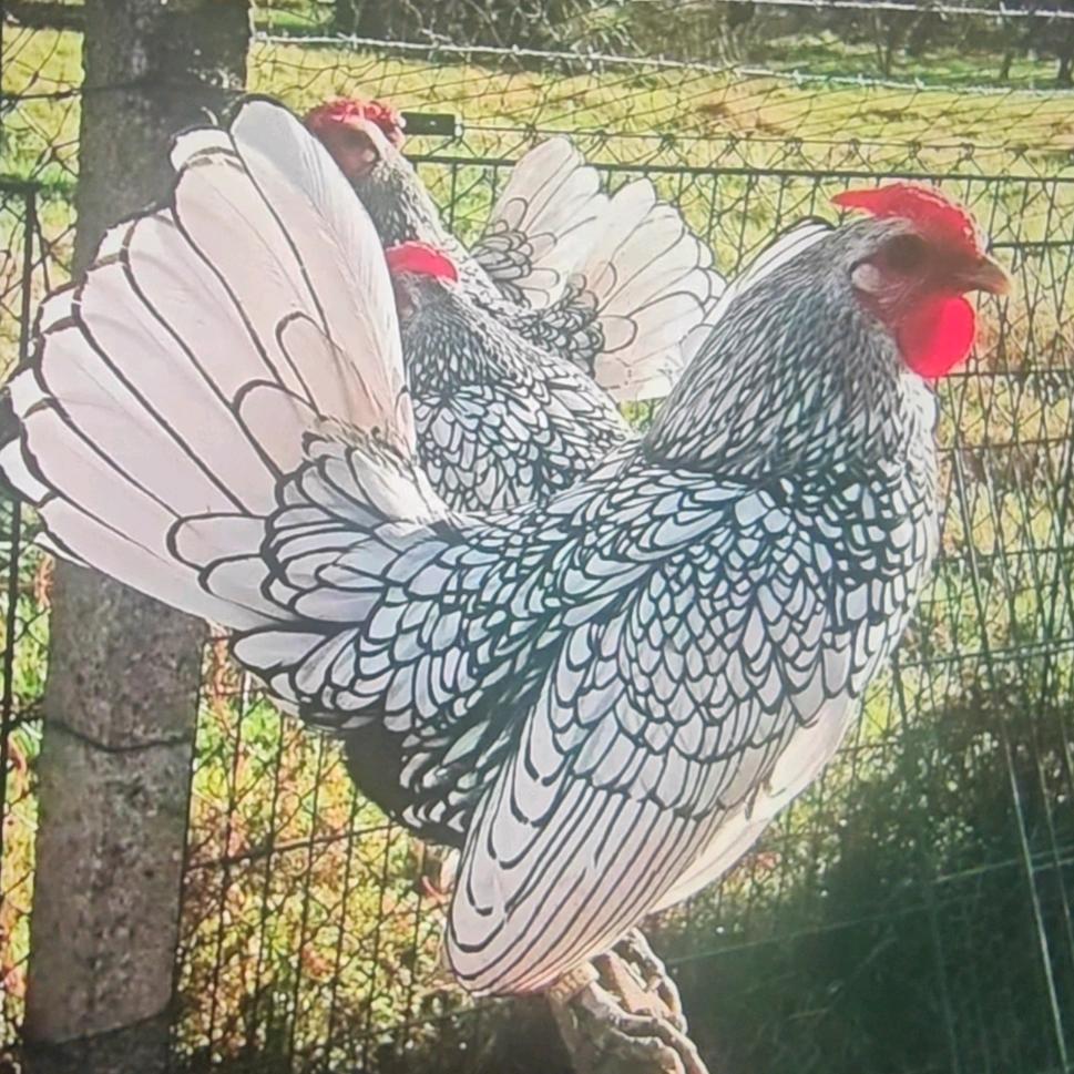 ✨观赏波兰鸡舍