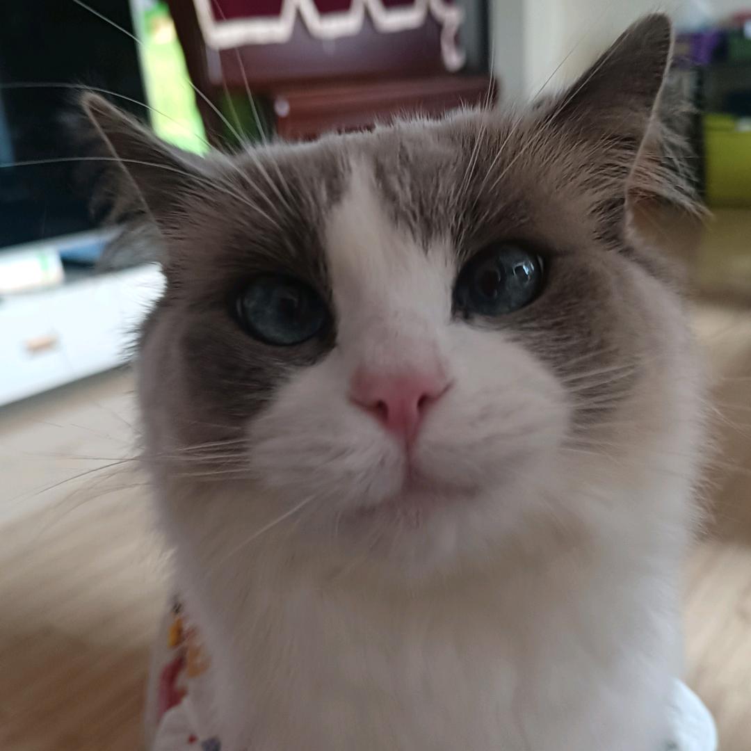这里有只猫