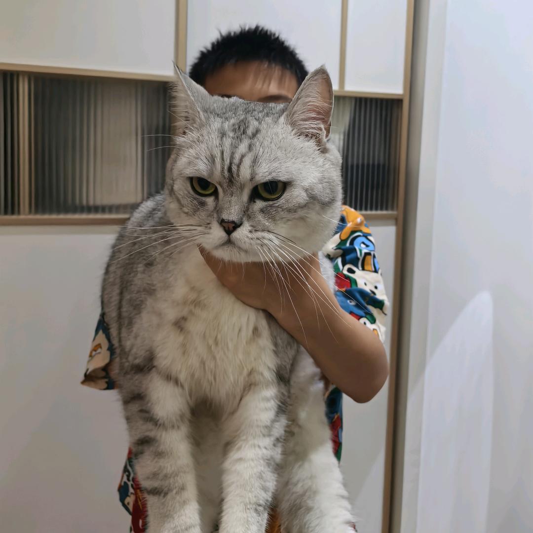叮叮和大福妈