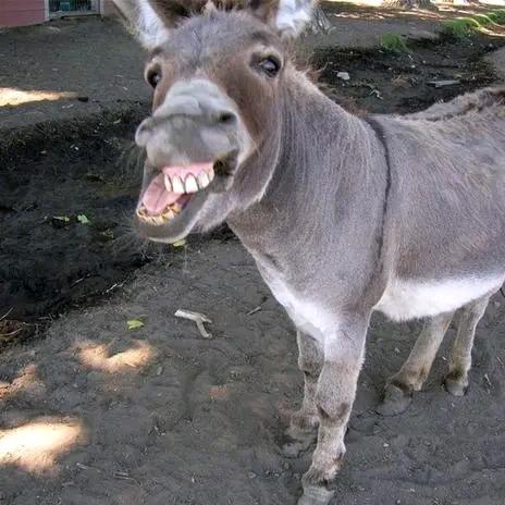 白猫警长(主页➕裙)