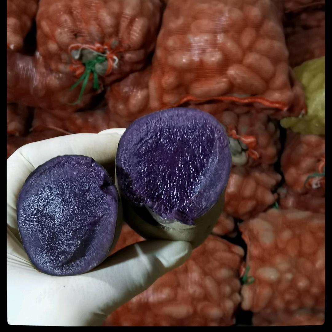 兰州大青马铃薯