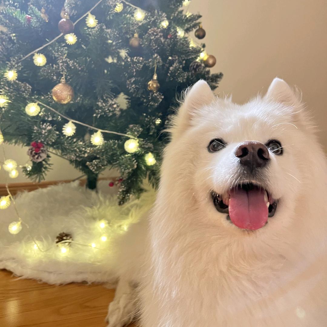 绿城锦海棠－谢琦