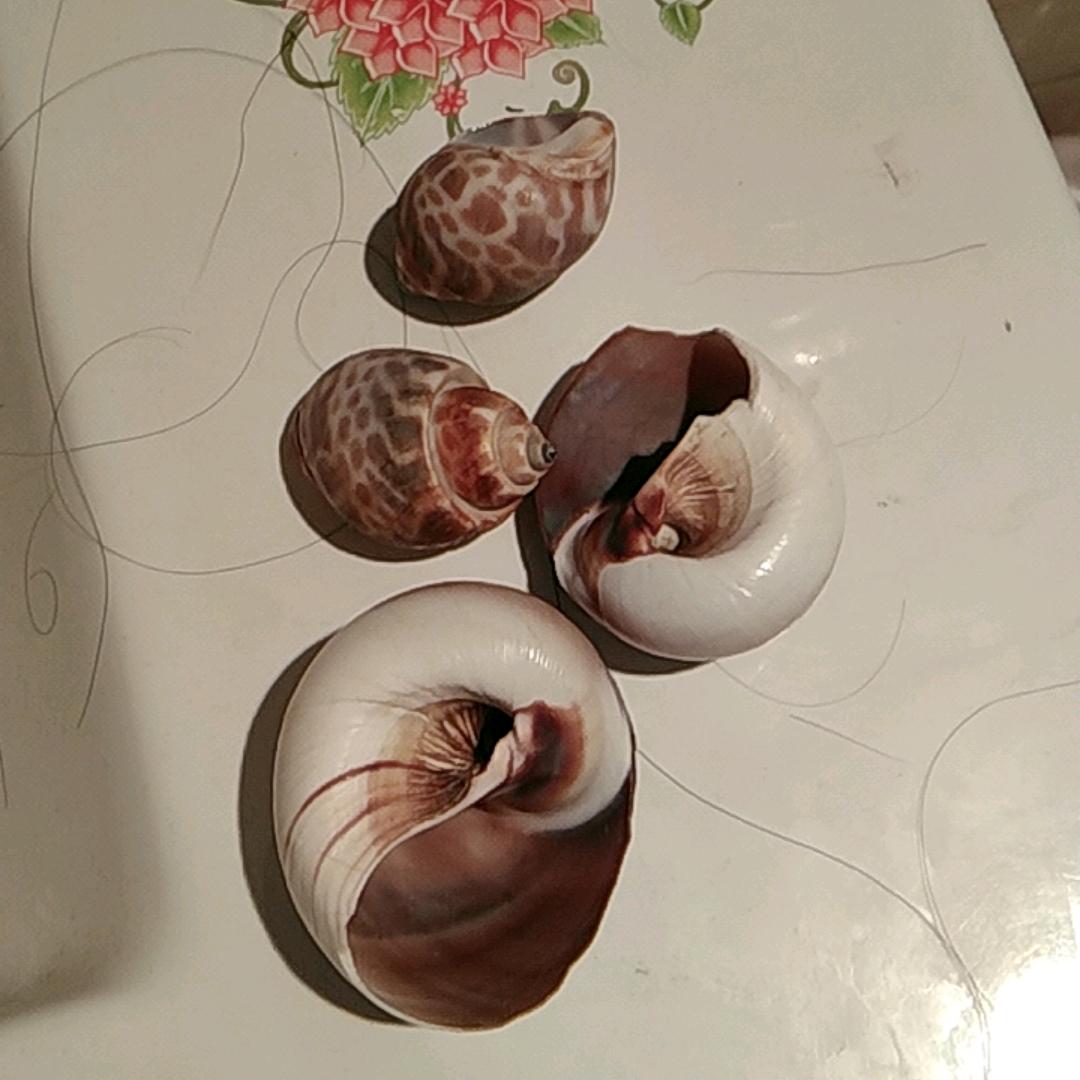 刘虹源