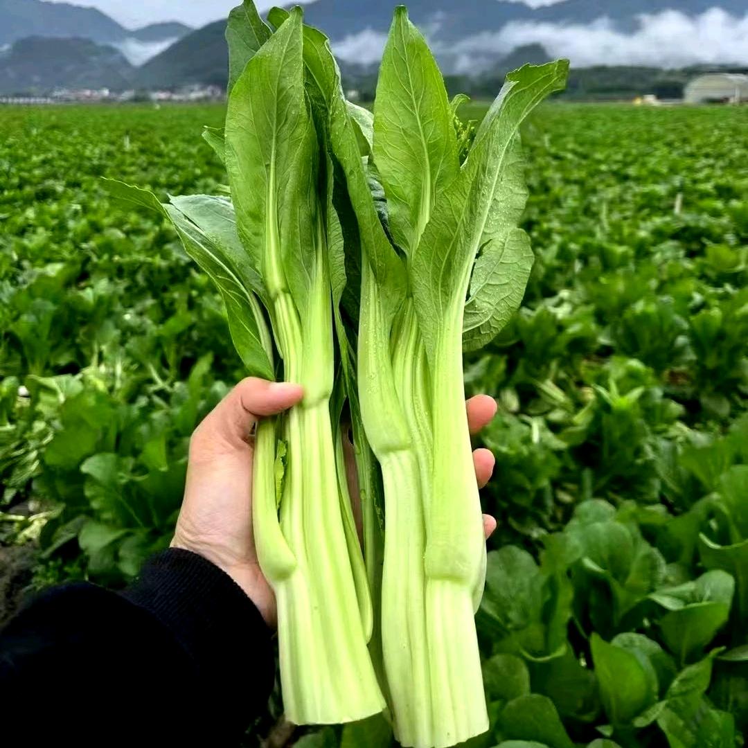 两颗青菜
