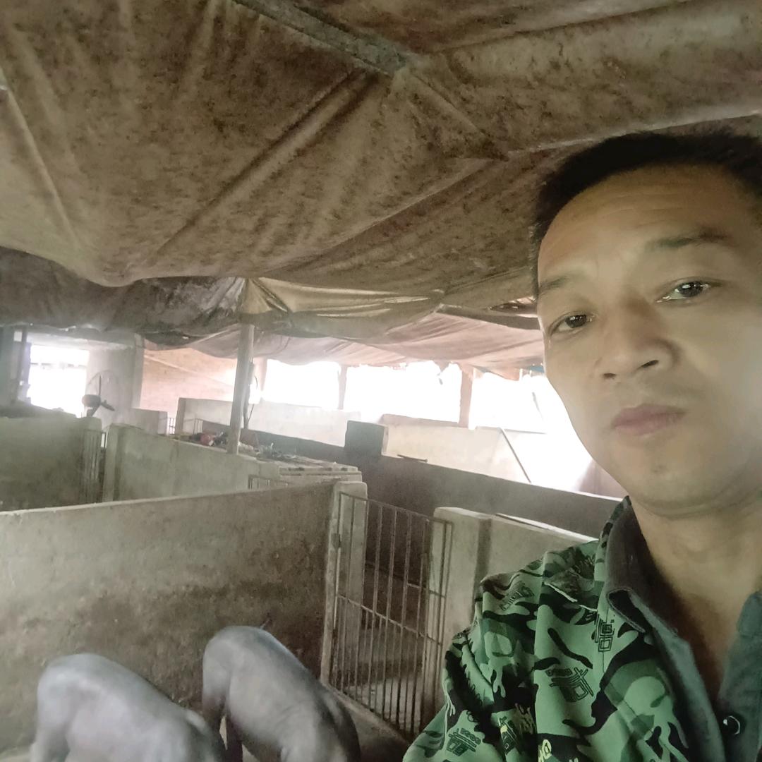 煮熟食养土猪老张