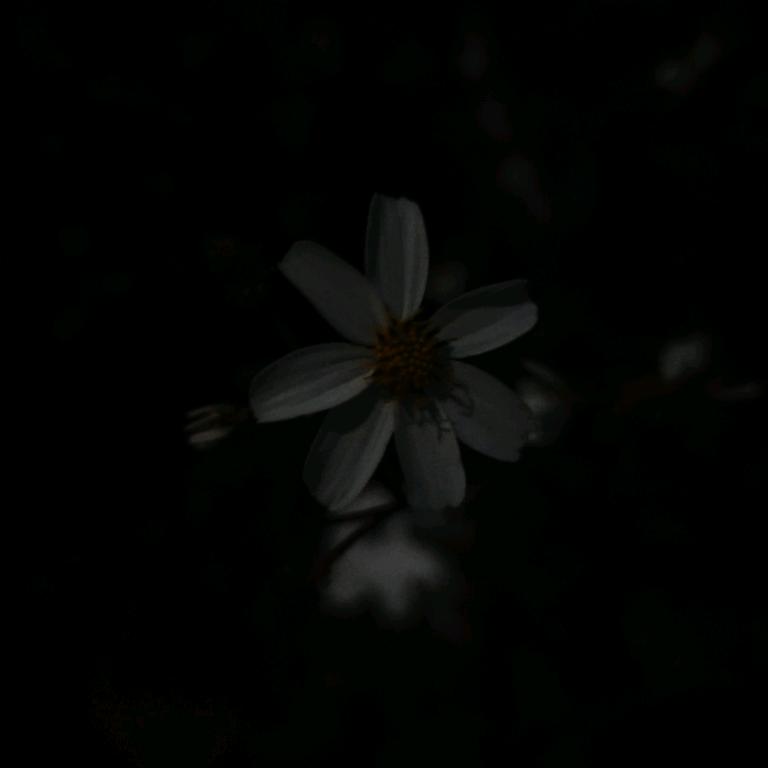 猫猫（三角洲）