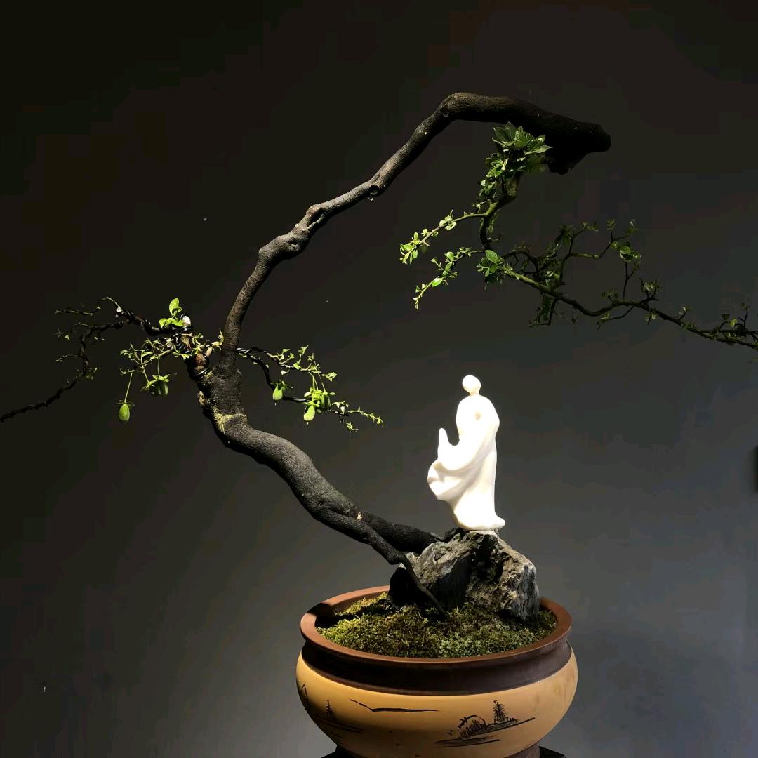 青城沐槿盆景园