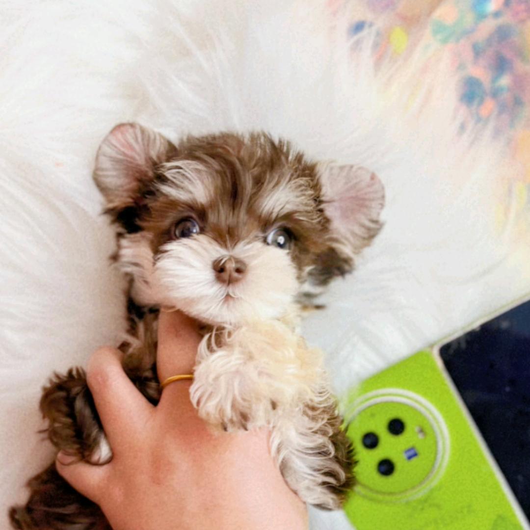 你梦里的雪纳瑞🌙