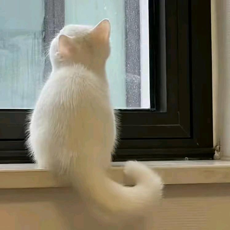 一只猫咪