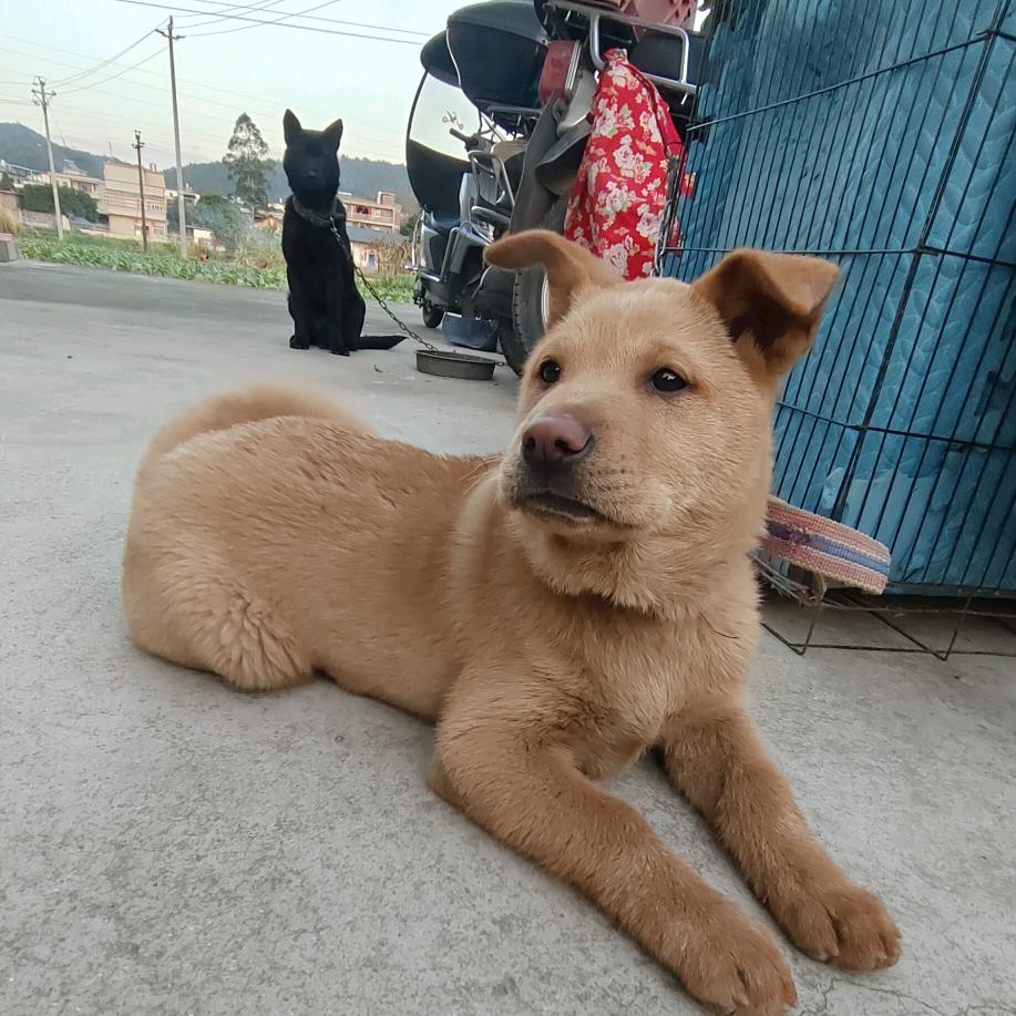 康康＆安安是田园犬