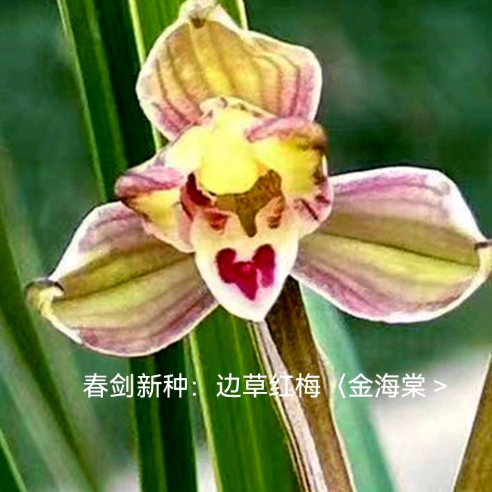 子云故里：曹洪。🙏