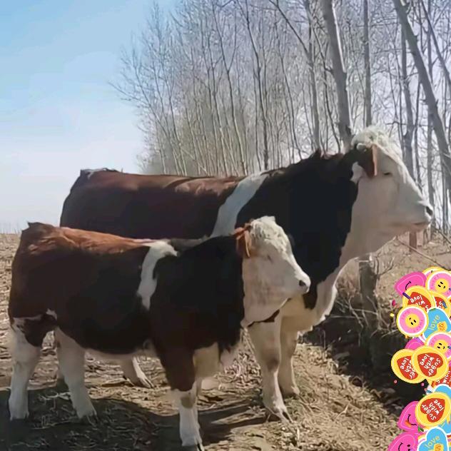 常年销售牛羊肉，沈建周