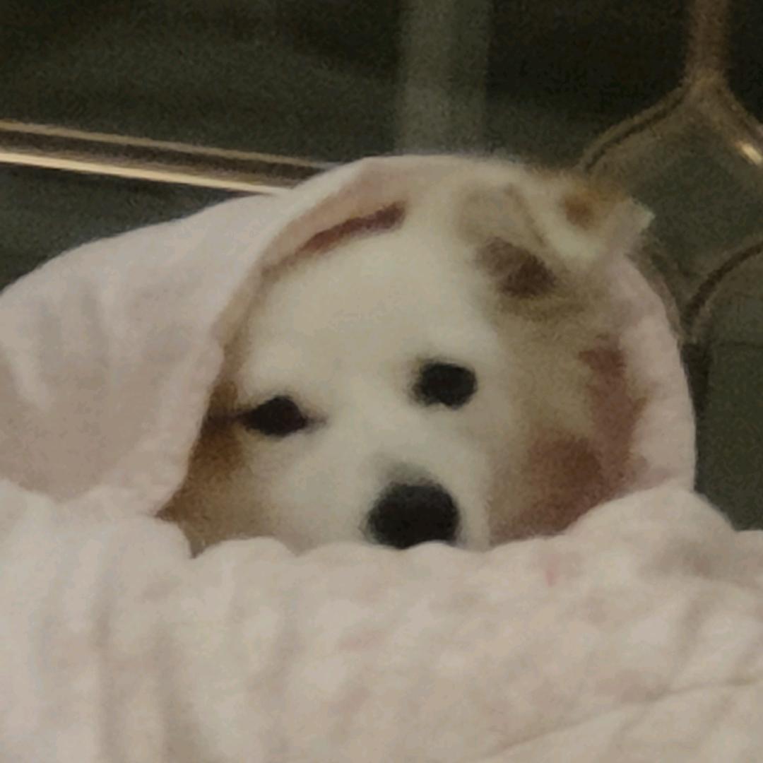 真烦心