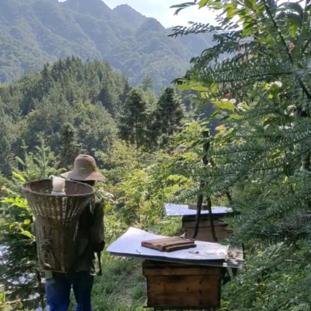深山养土蜂大哥大姐