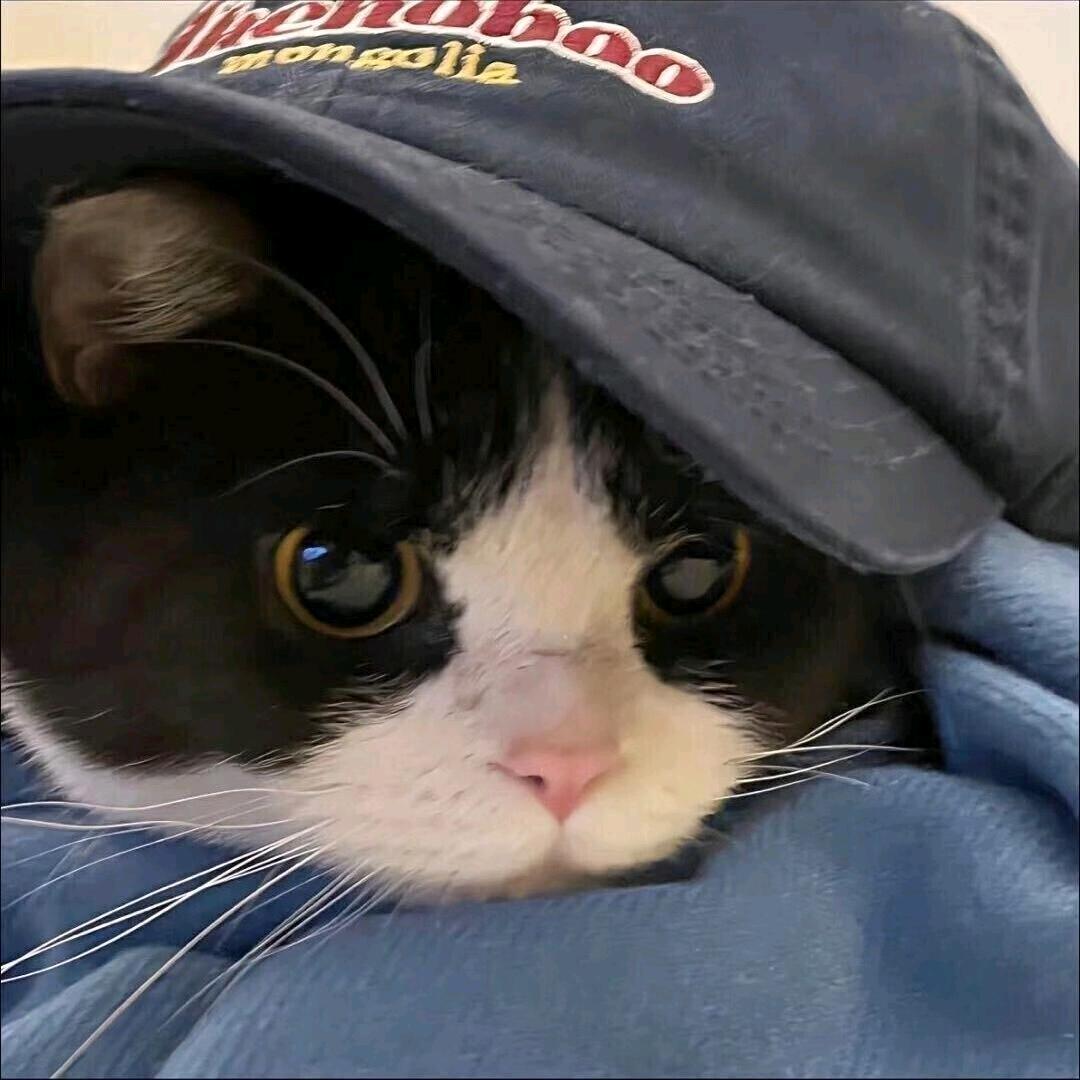 觉觉猪