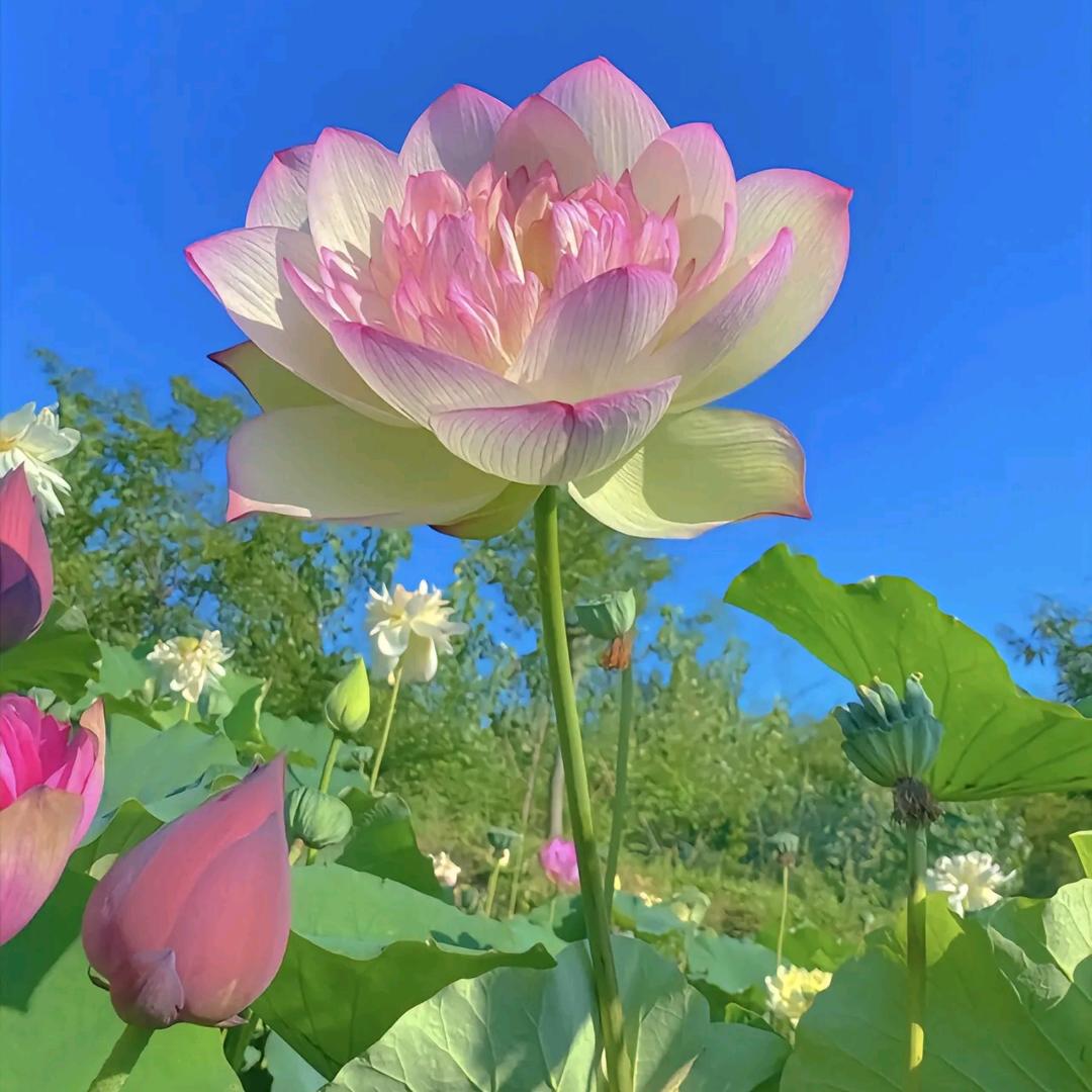 顺风哥