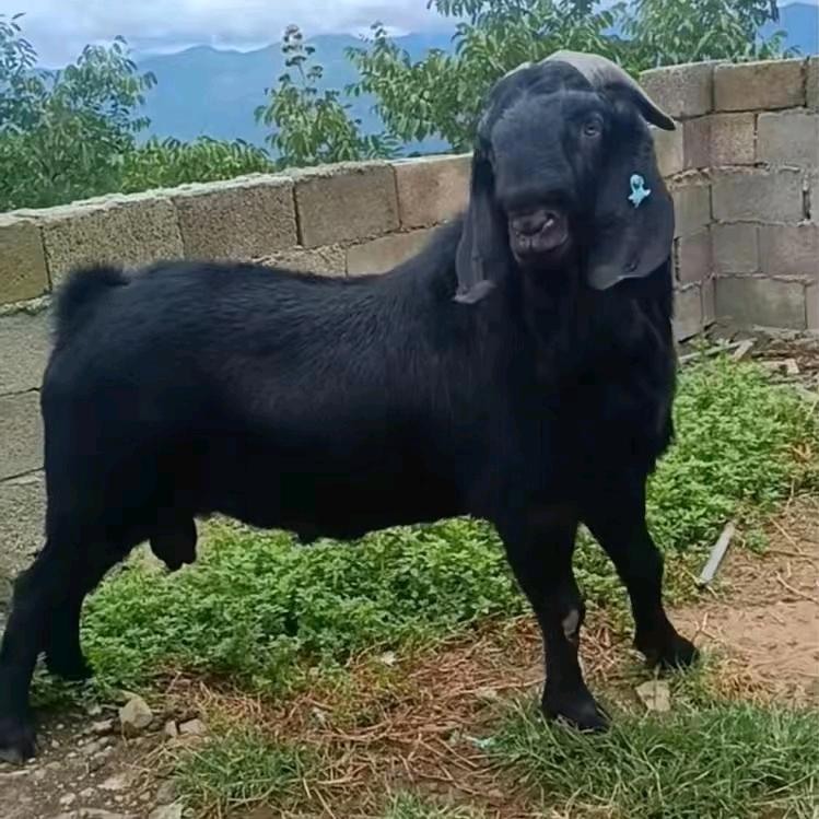 安庆市迎江区逸程农牧科技中心