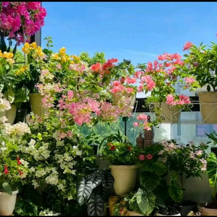 沃邮官方直播账号