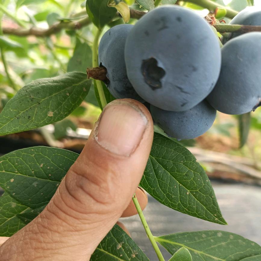 海涛蓝莓