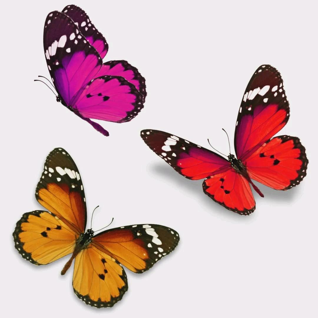 中秋节🦋¹¹²⁶《江南烟雨色》