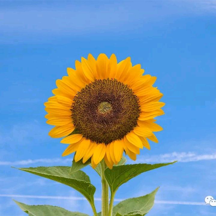 菩提