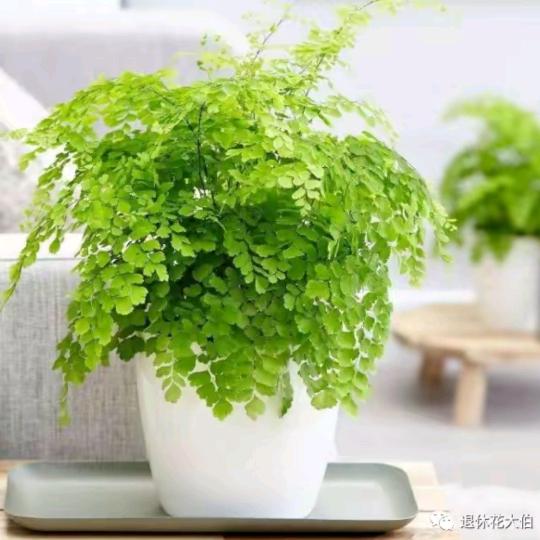夏雨🌳