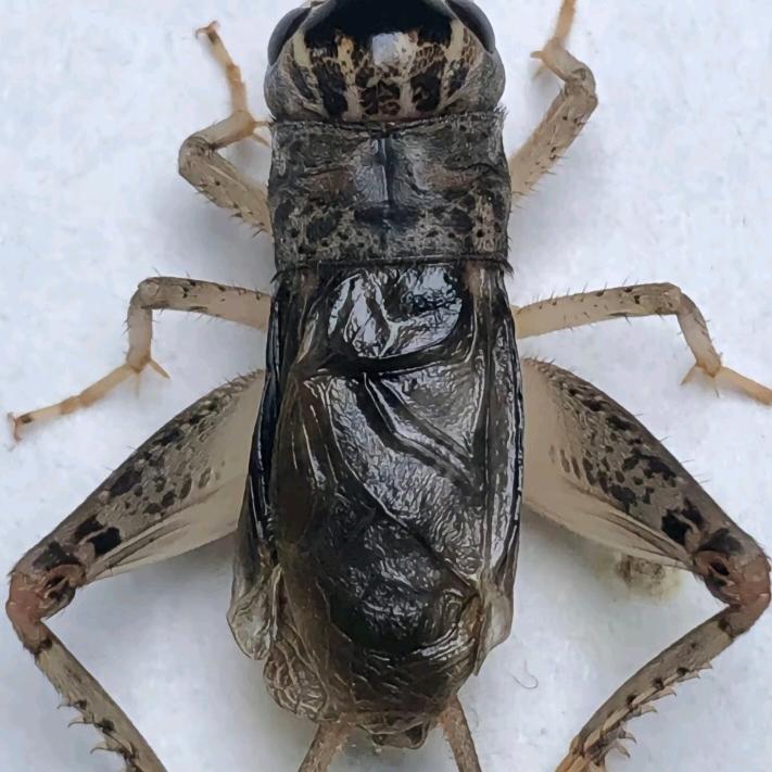 宁津乐陵野生蟋蟀