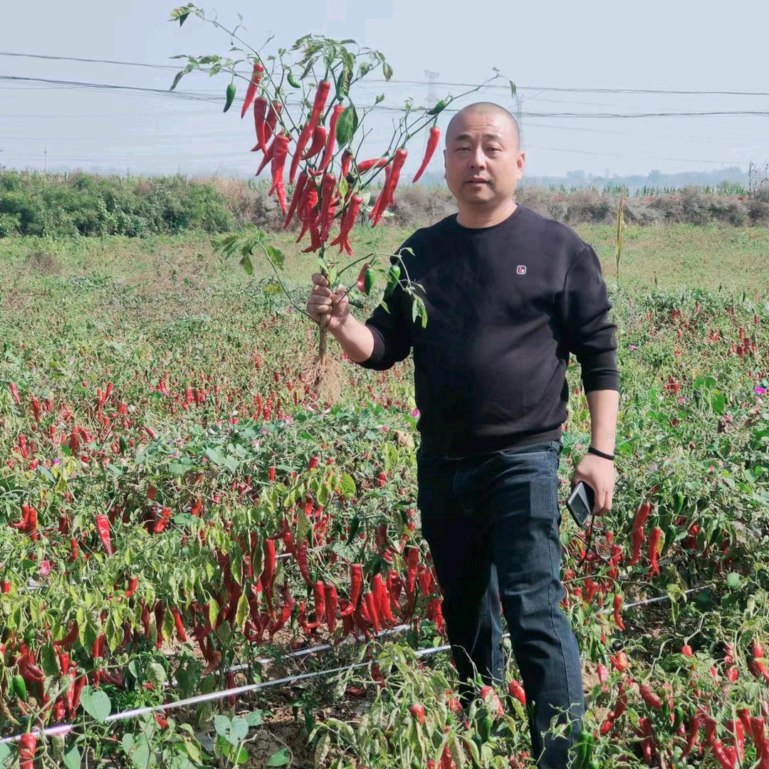 大辣椒