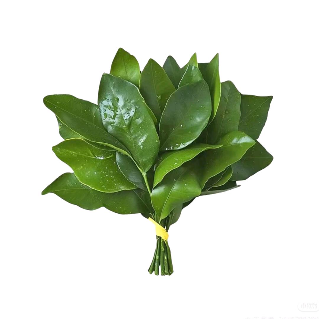 兔耳朵弯弯