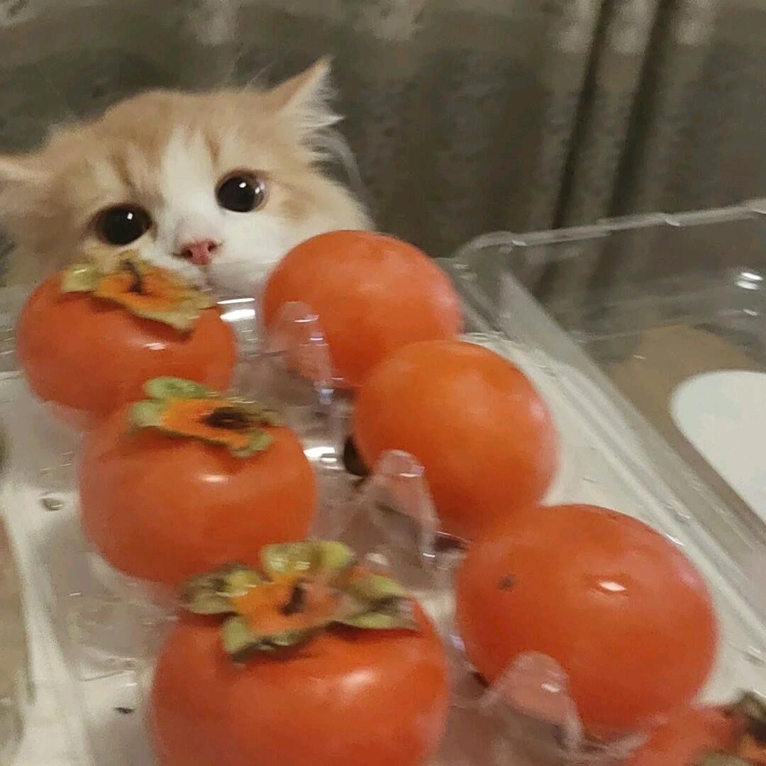 芝芝