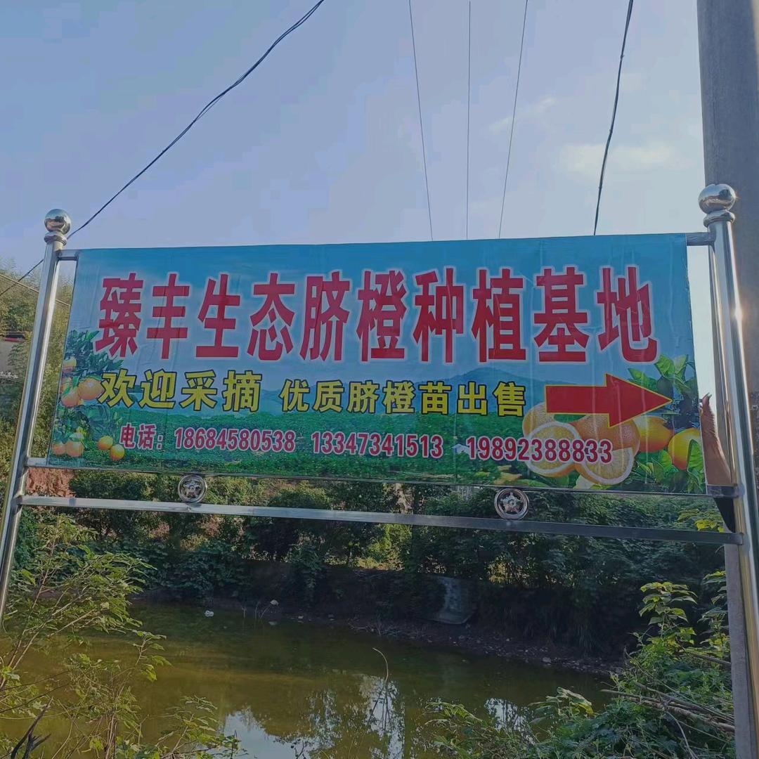 衡南县臻丰生态脐橙种植农场