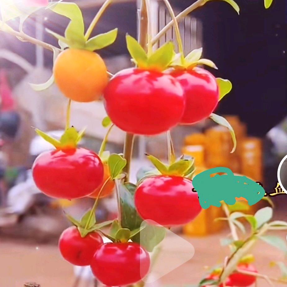 芳姐花木盆栽