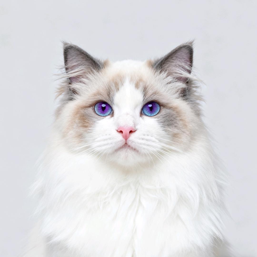 喵名馆宠物臻选