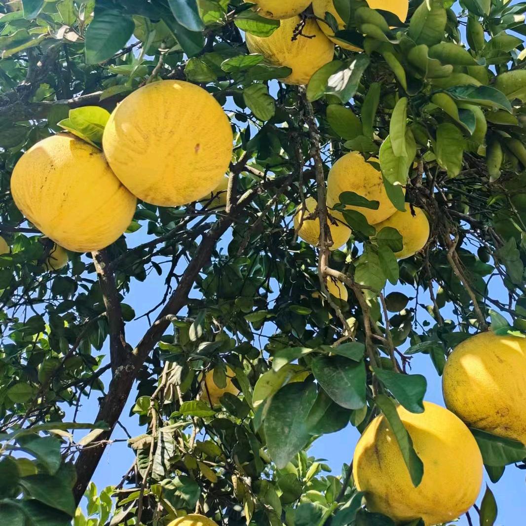 重庆女婿家的梁平柚子