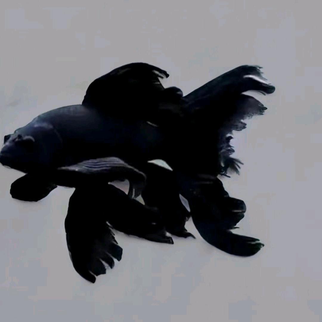 曹县畅游观赏鱼直播2号