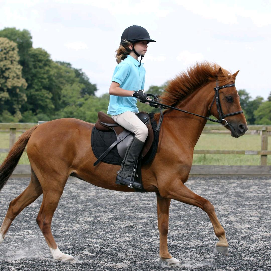 宁夏道勤马术俱乐部有限责任公司