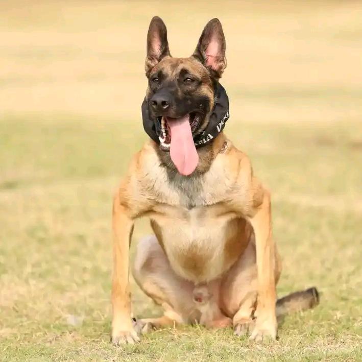 钟爱马犬（训）
