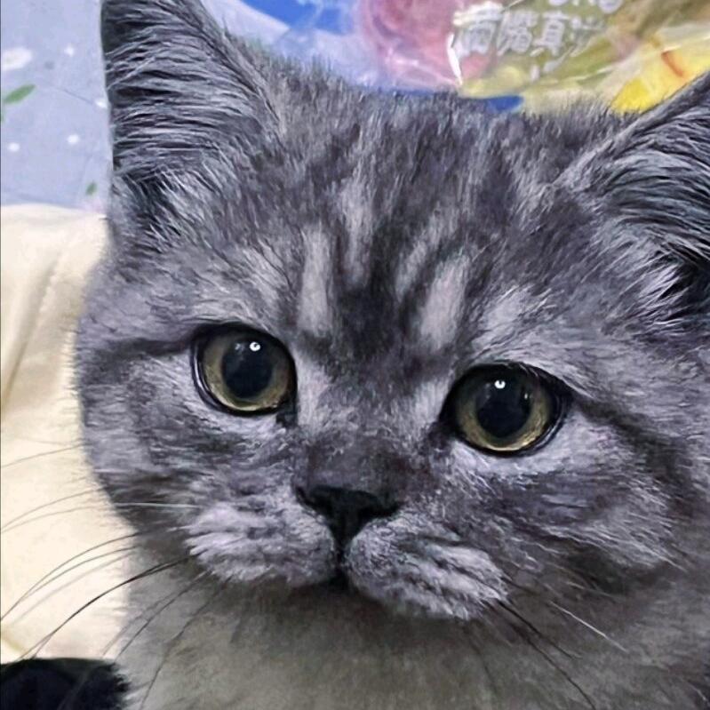 鑫子