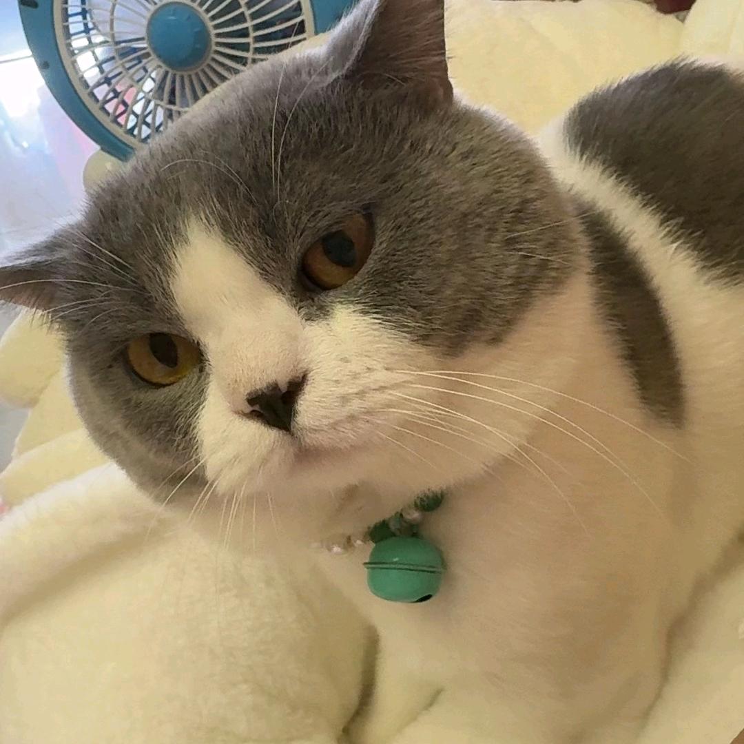 周老糖