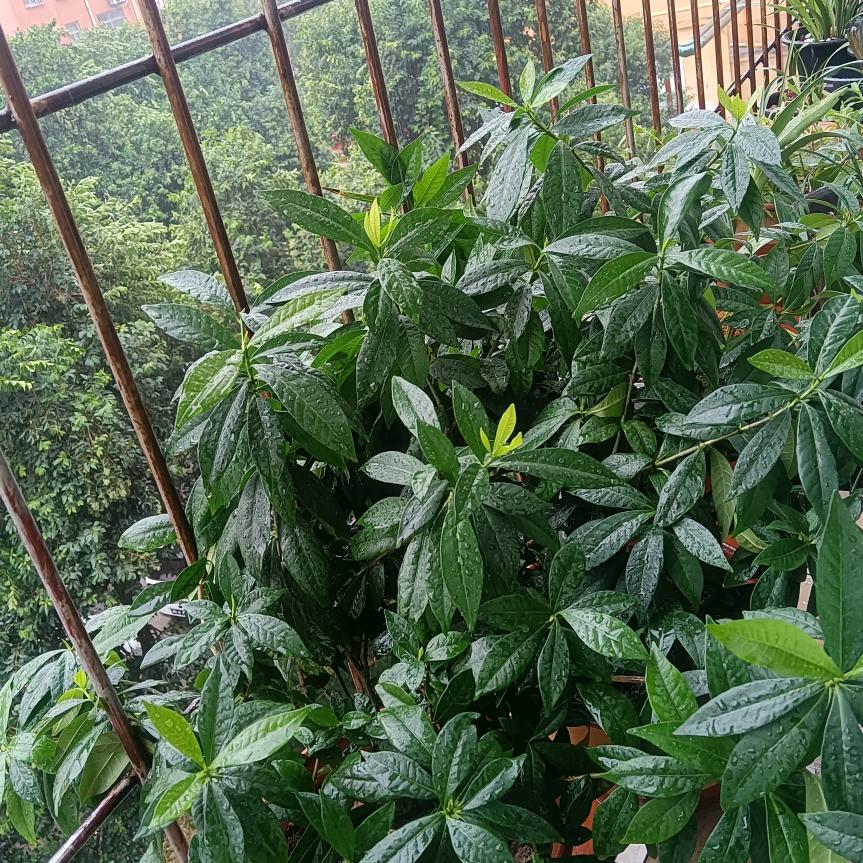 柳伯堂