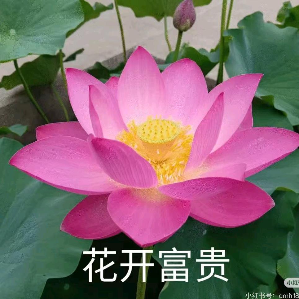 鑄嚦福利号