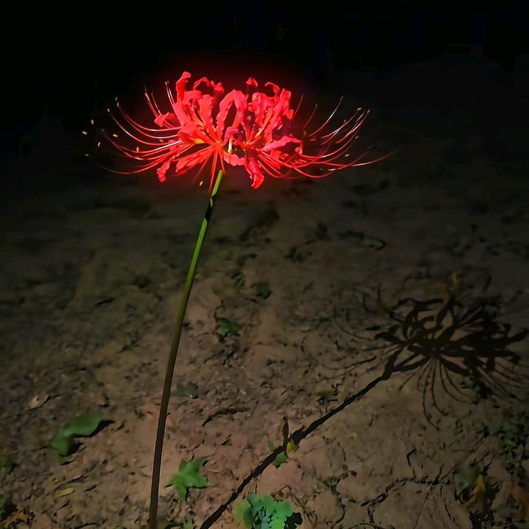 小丑先生