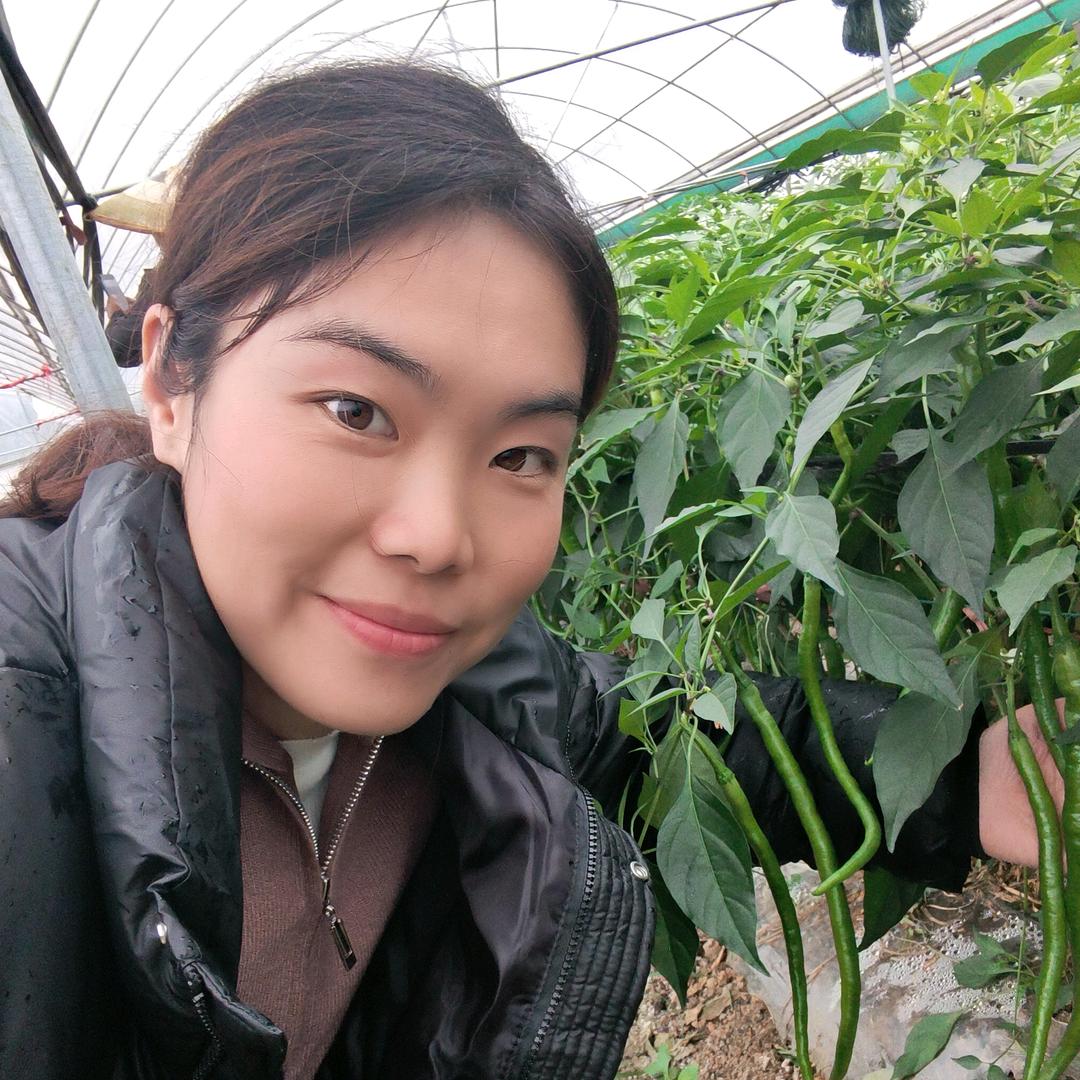 芳芳辣椒种植技术分享