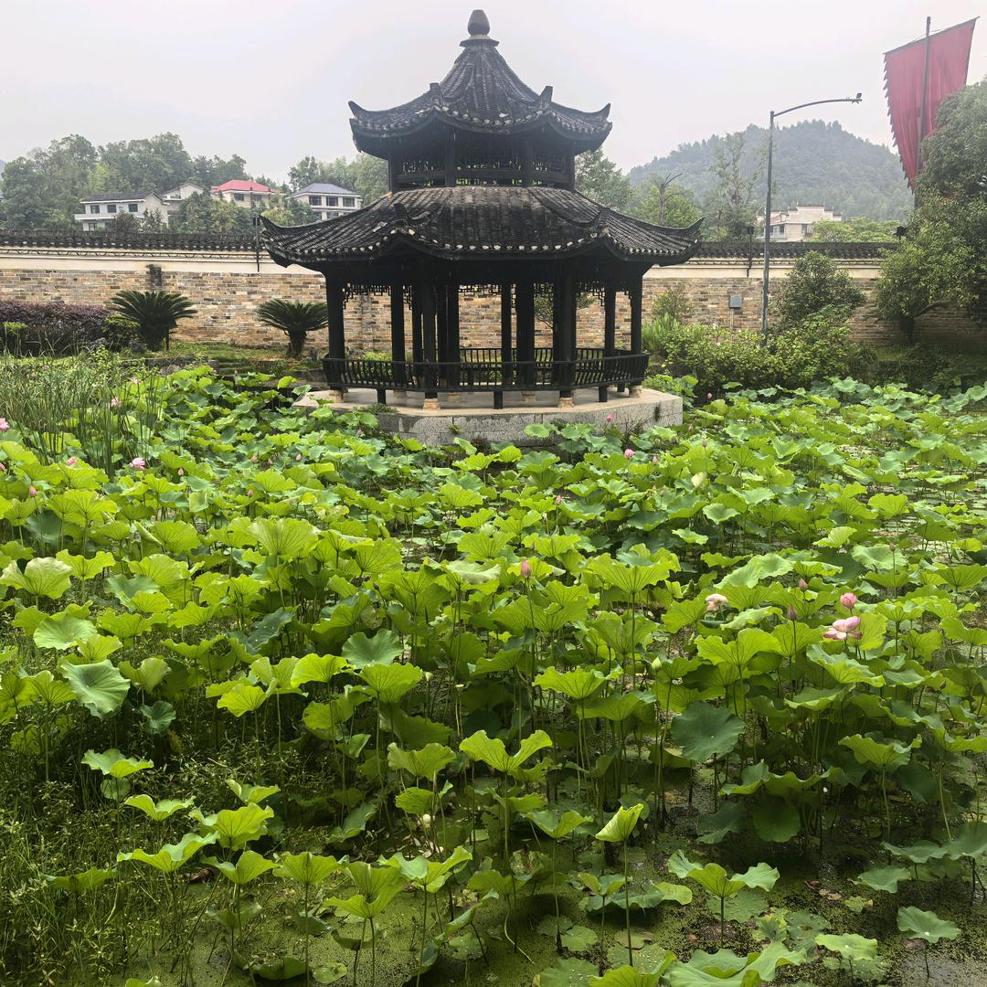 孤行雁