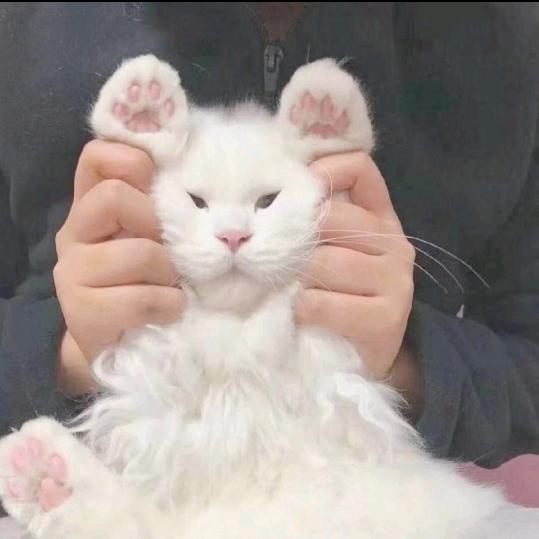 我会飞