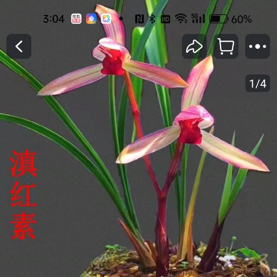 🎋蘭🌾