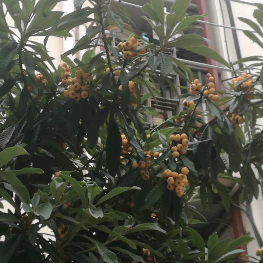 静月醉好
