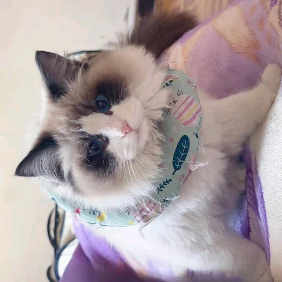 💫˗ˋˏ꒰ঌ 晚柠